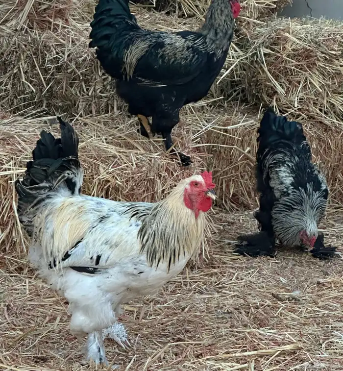 ديوك براهما وأطقم براهما دجاجة وديك 1