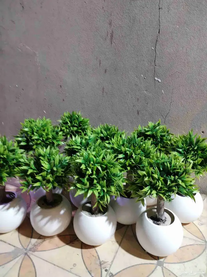 شجر صناعي في جذوع شجر طبيعي تصلح للممرات ومداخل الشقق 0