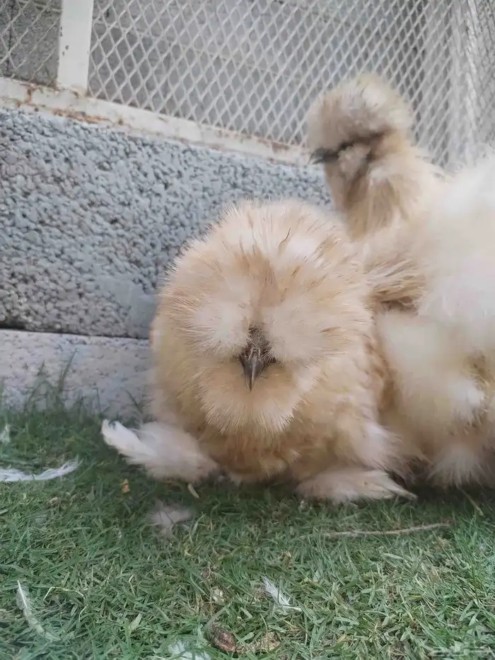 للبيع طقم دجاج قطني زعفراني 5