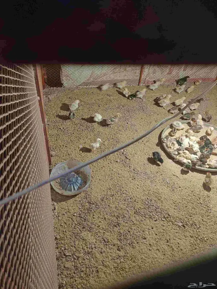 صيصان بلدي وفيومي 1