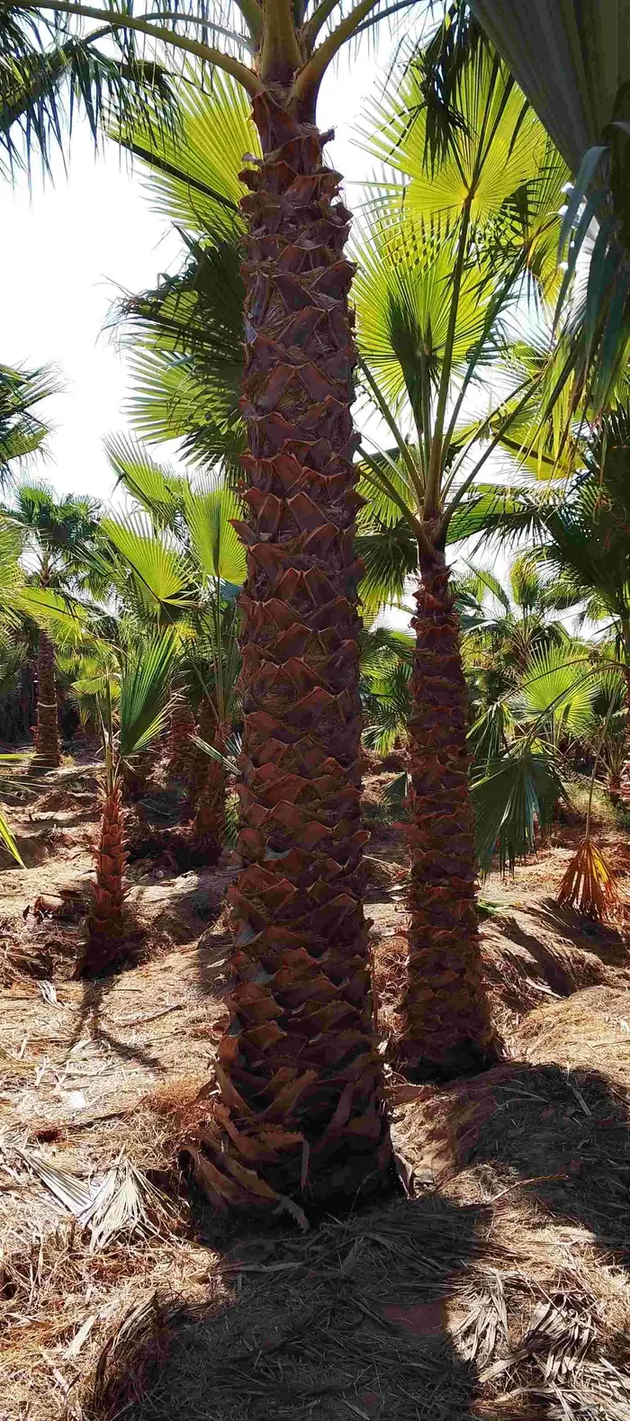 نخل واشنطن زينه امريكي 0