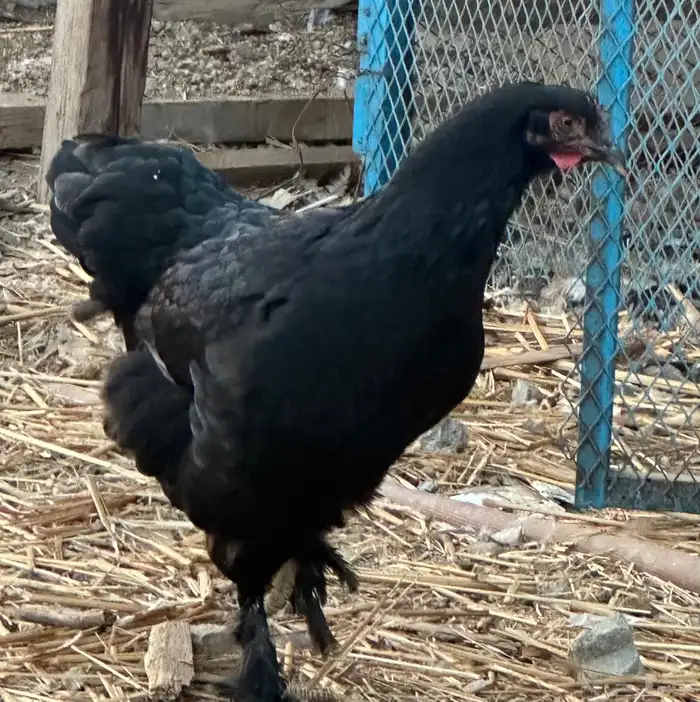 ديوك براهما وأطقم براهما دجاجة وديك 7