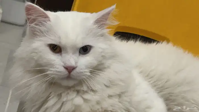 قط ضائع بالاحساء  الكلابية  من ثلاث ايام 1