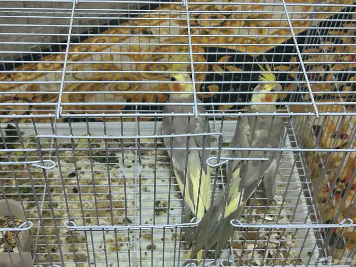 سلام عليكم ذكرين كروان 4