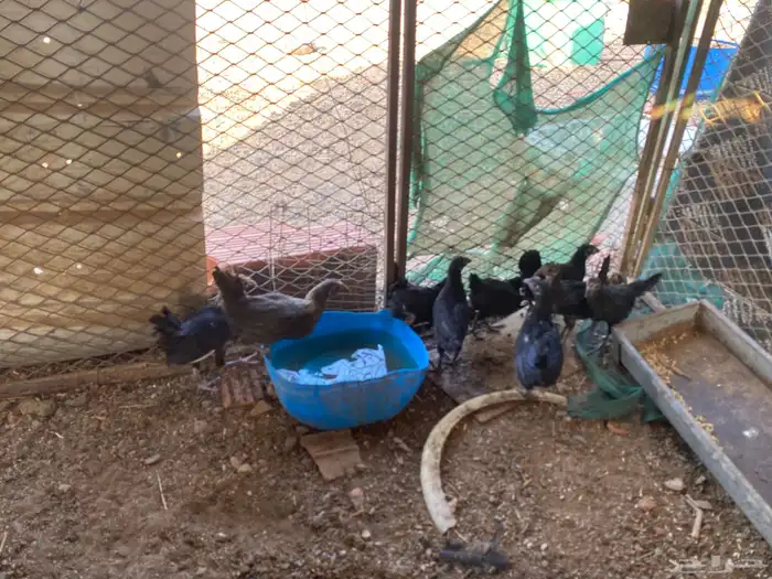 دجاج الحبه الوحده ب 15 3