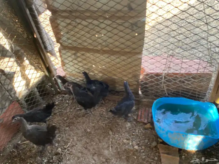 دجاج الحبه الوحده ب 15 1