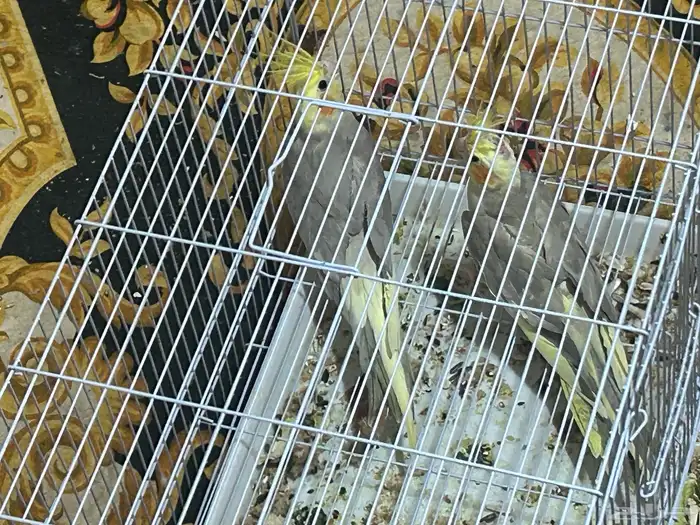 سلام عليكم ذكرين كروان 2