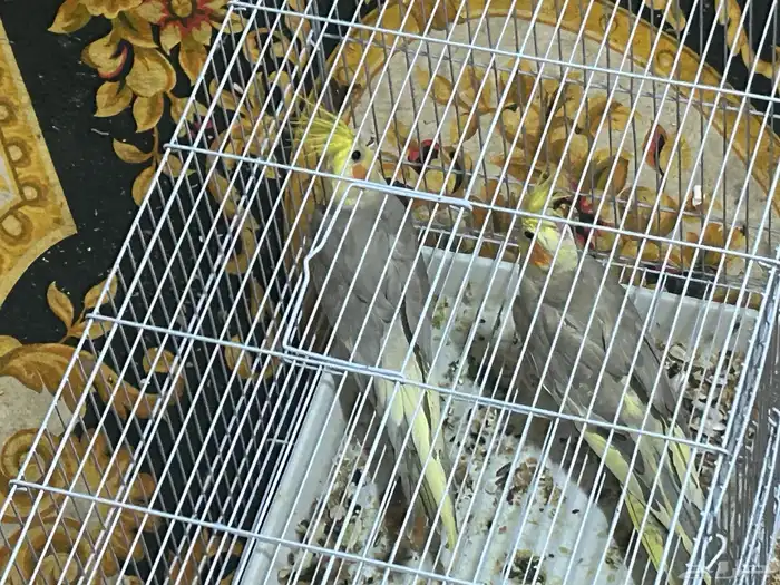 سلام عليكم ذكرين كروان 1