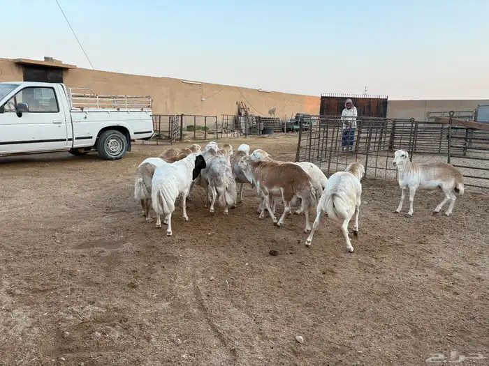 ذبيحة ضيوفك فل الفل شرررط فقط ب1000 1