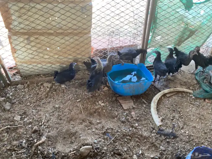 دجاج الحبه الوحده ب 15 7