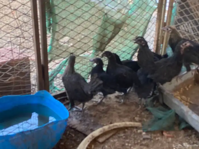 دجاج الحبه الوحده ب 15 6