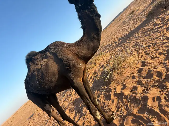 للبيع. ناقة 1