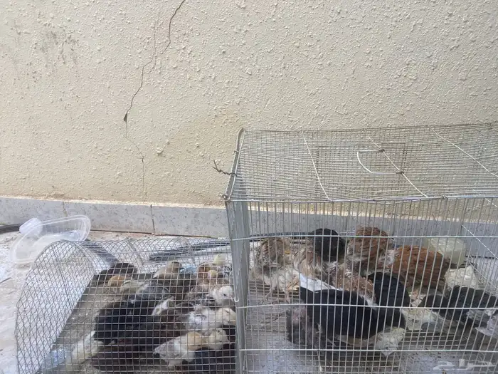 دجاج بلدي صيصان 0