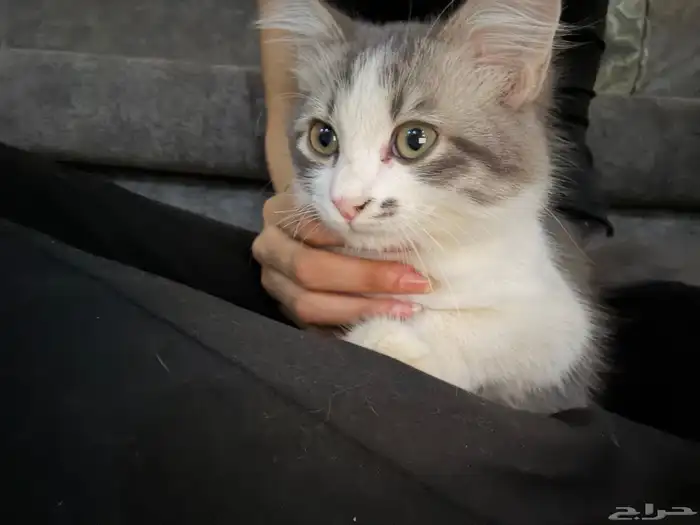 قط ذكر شيرازي 0