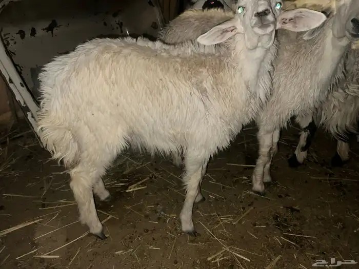نعجه رخل للبيع 0