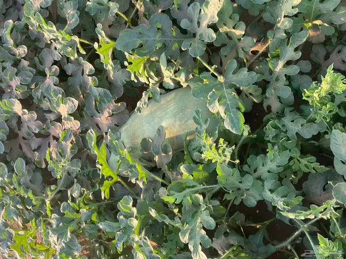 يوجد لدينا حبحب للبيع جملة ومفرد 5