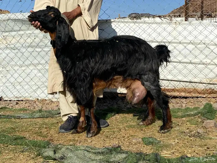 عنزين حليب وافر على الشرط 0