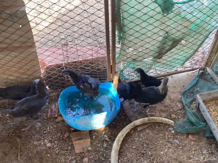 دجاج الحبه الوحده ب 15 0