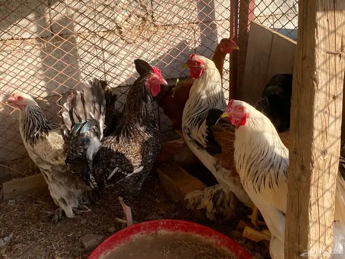 دجاج براهما طقمين 4