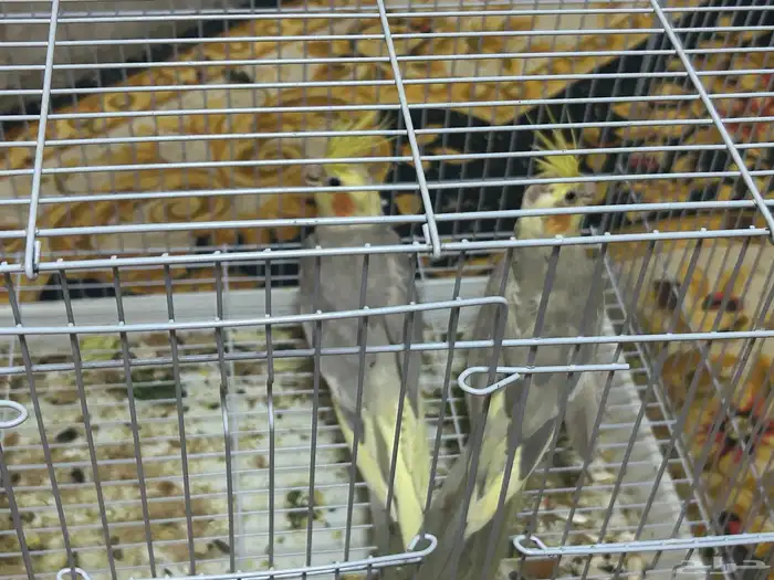 سلام عليكم ذكرين كروان 5