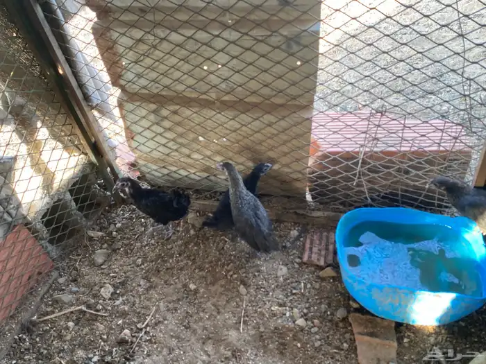 دجاج الحبه الوحده ب 15 5