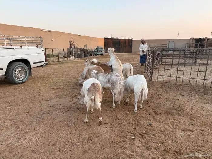 ذبيحة ضيوفك فل الفل شرررط فقط ب1000 2