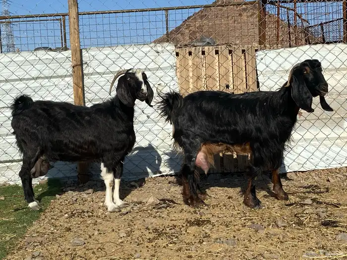 عنزين حليب وافر على الشرط 8