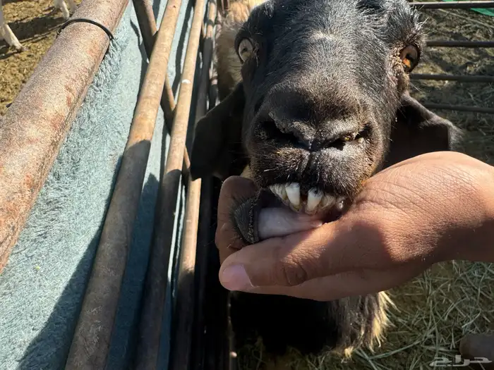 عنز متوم للبيع 2