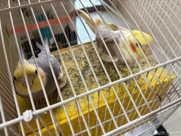 للبيع زوج كروان 0