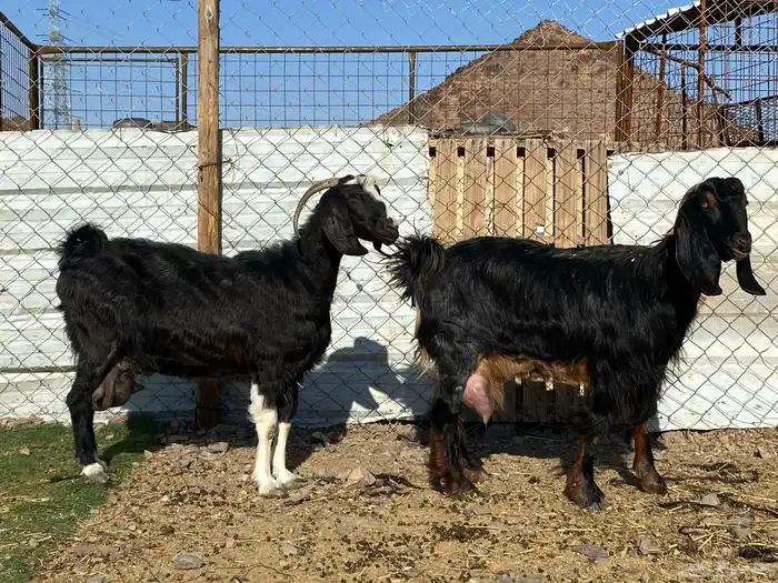 عنزين حليب وافر على الشرط 7