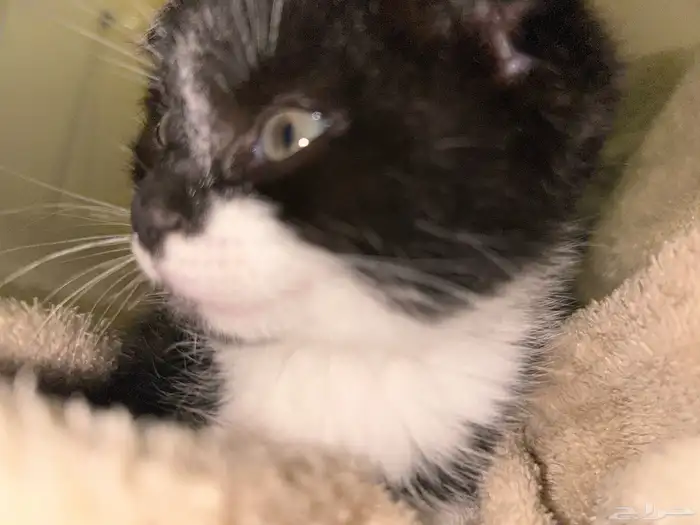 قطتين صغار مع امهم للبيع سكوتش فولد 2