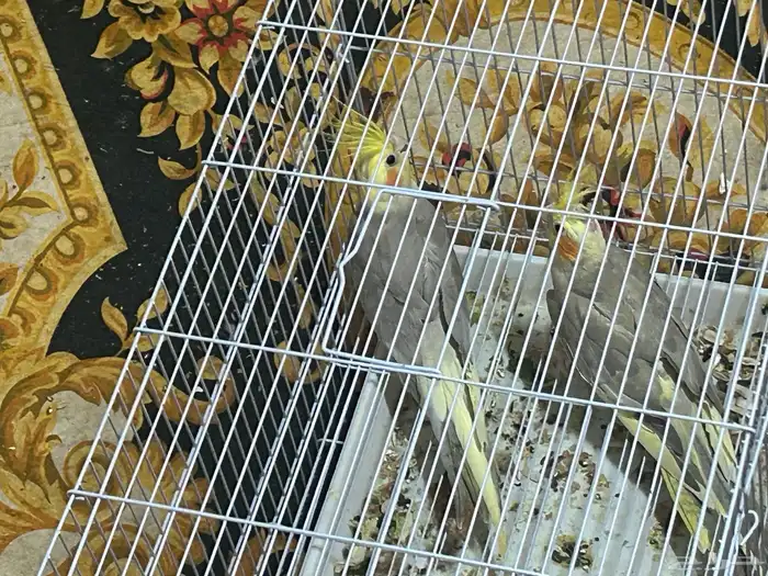 سلام عليكم ذكرين كروان 0