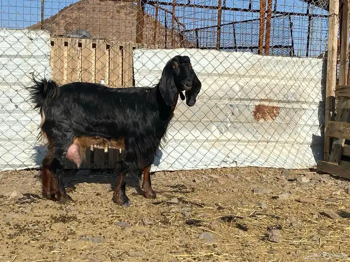 عنزين حليب وافر على الشرط 5