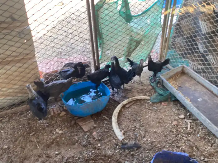 دجاج الحبه الوحده ب 15 8