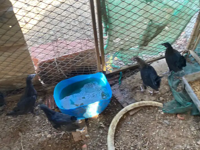 دجاج الحبه الوحده ب 15 2