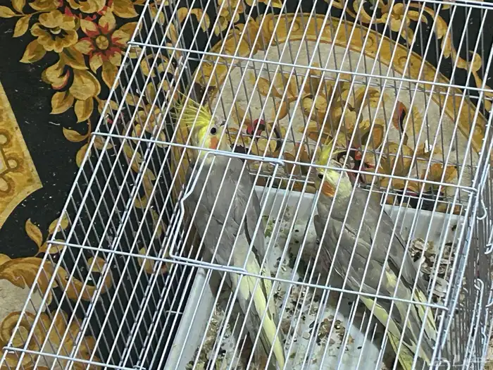 سلام عليكم ذكرين كروان 3