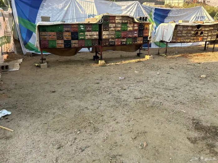 تهامه شهران 0