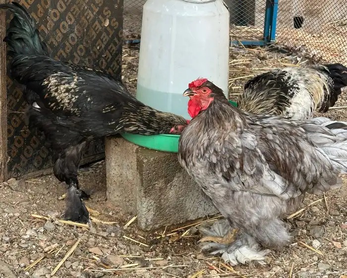 ديوك براهما وأطقم براهما دجاجة وديك 12