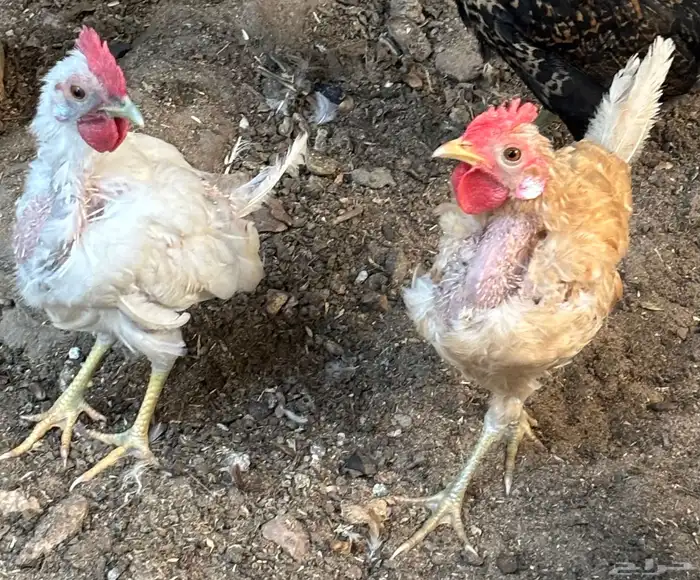 ديك بعمر ثلاث سنوات 2ديك بعمر ست شهور 1