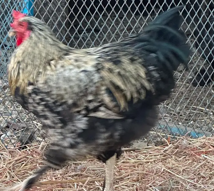 ديوك براهما وأطقم براهما دجاجة وديك 2