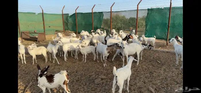 تيوس بيشيه مخصاه جذعان 2