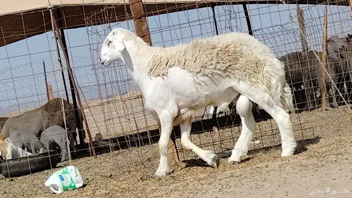 فحل حري صنف 5