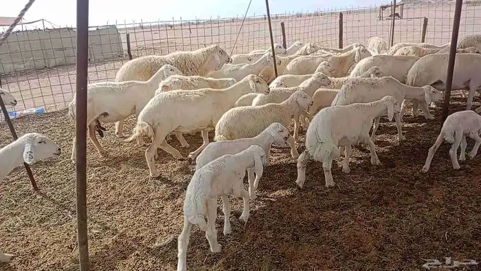 غنم خلفات العدد 37تحتها 37غنم طيبه وصفار سن 5