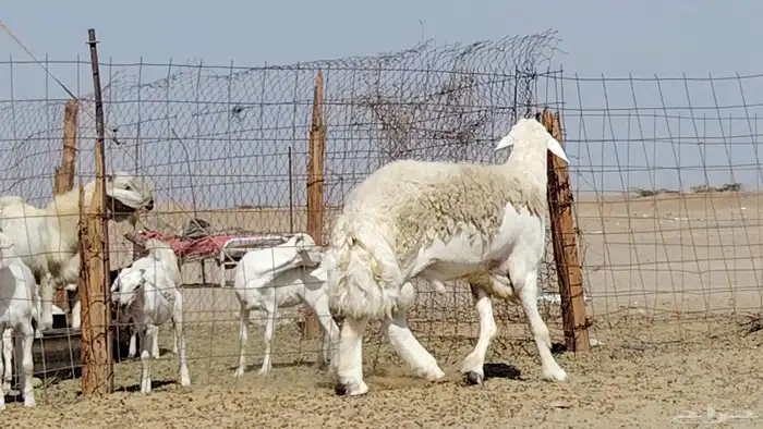 فحل حري صنف 7