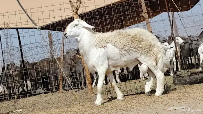 فحل حري صنف 2