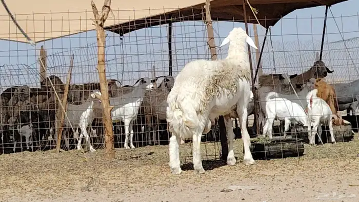 فحل حري صنف 8