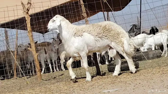 فحل حري صنف 3