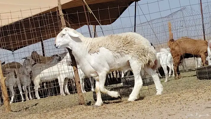 فحل حري صنف 6