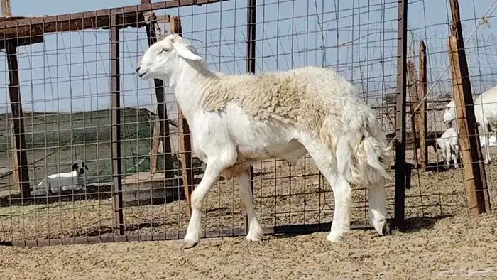 فحل حري صنف 1