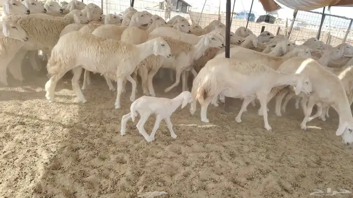 غنم حريات صنف 85 بالفحل صنف 1